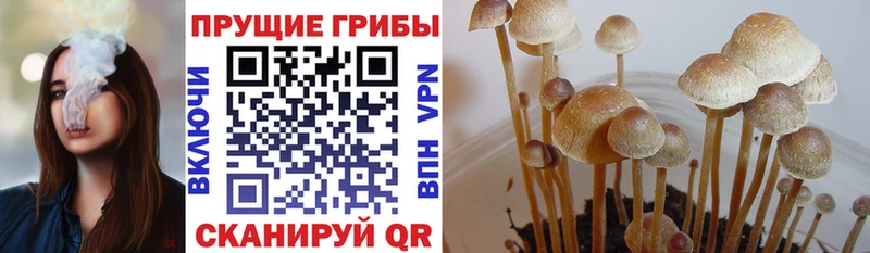 Галлюциногенные грибы Psilocybine cubensis Болгар